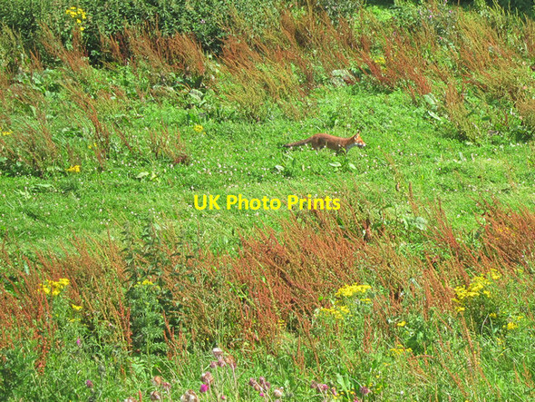 Photo 6"x4" Fox near Balmer Down Falmer c2012