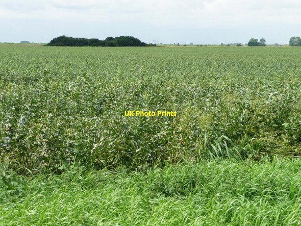 Photo 6"x4" Bean field near Little Lodge Farm Crowland c2012