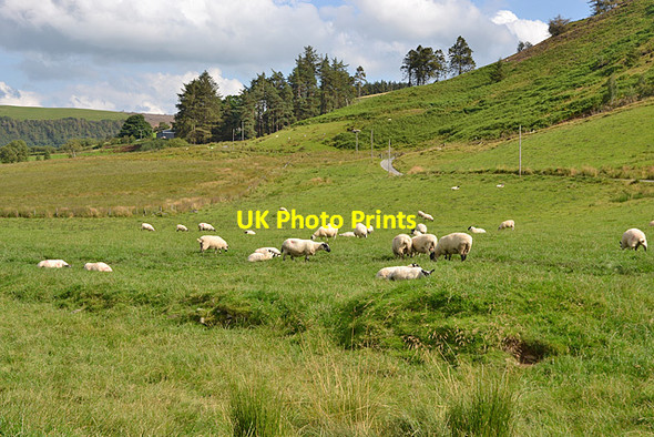 Photo 6"x4" Sheep on the valley floor Nantgwyn\/SN9776 c2012