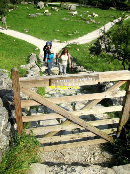 Photo 6"x4" Peregrine viewpoint this way Malham\/SD9062 c2012
