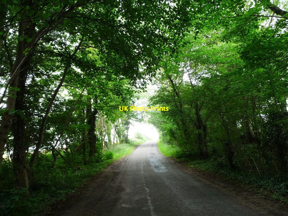 Photo 6"x4" A tunnel of trees on the road to Blatherwycke Blatherwycke c2012