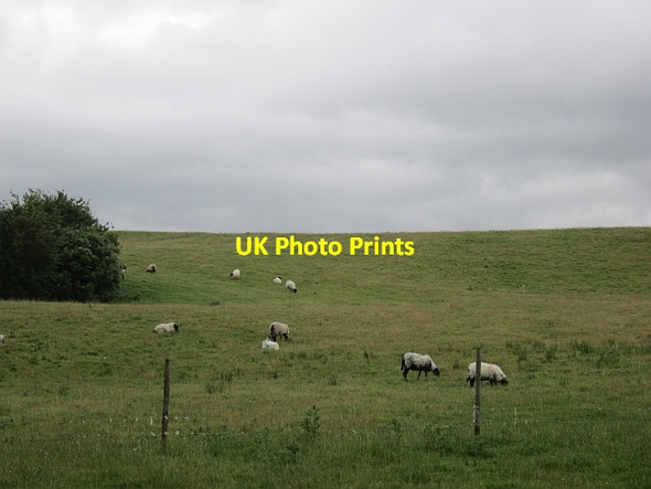 Photo 6"x4" Sheep, Mullenmore Crossmolina c2012