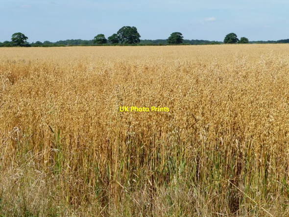 Photo 6"x4" Oat field on a sunny day Tickencote c2012
