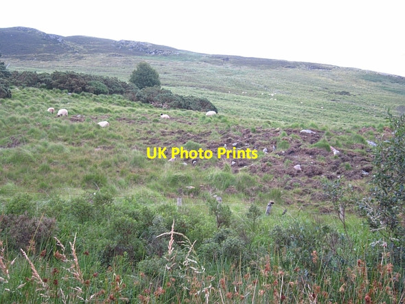 Photo 6"x4" Tussocks under Nephin Bofeenaun c2012