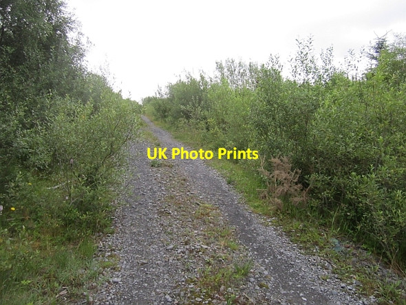 Photo 6"x4" Forest road, Prughlish Bofeenaun c2012