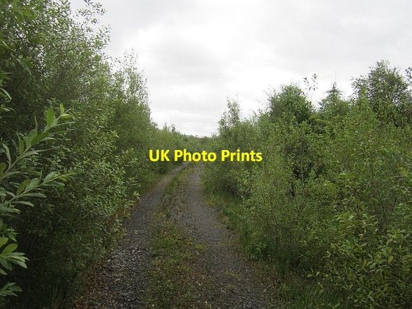 Photo 6"x4" Forest road, Prughlish Bofeenaun c2012 P1