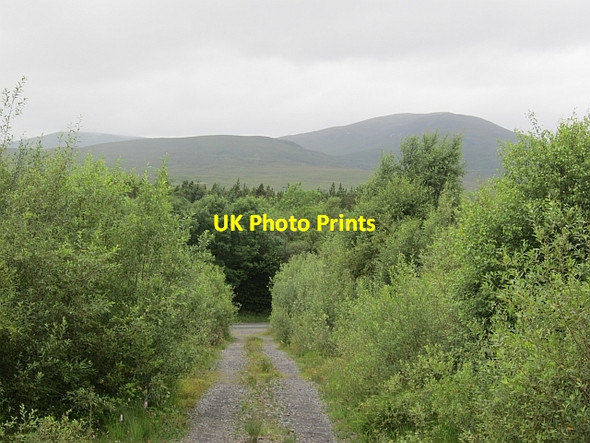 Photo 6"x4" Forest road, Prughlish Bofeenaun c2012 P2
