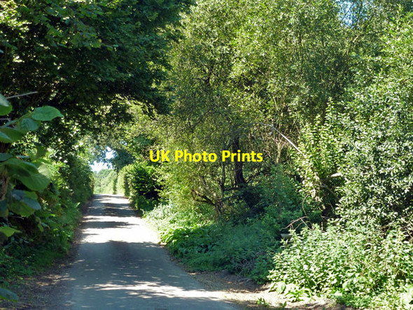 Photo 6"x4" Snape Lane Best Beech Hill c2012