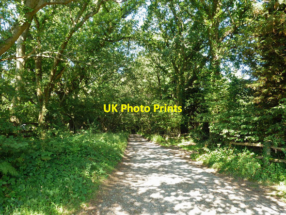 Photo 6"x4" Bird Lane Best Beech Hill c2012
