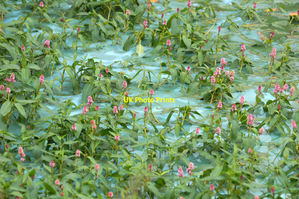 Photo 6"x4" Blue-green algae bloom amongst Amphibious Bistort in the Burn of Burrafirth Burrafirth c2012