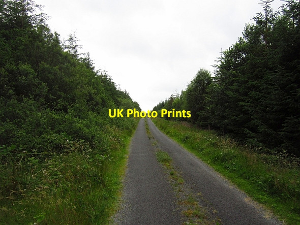Photo 6"x4" Conifer plantation, Muckanagh Glenisland c2012