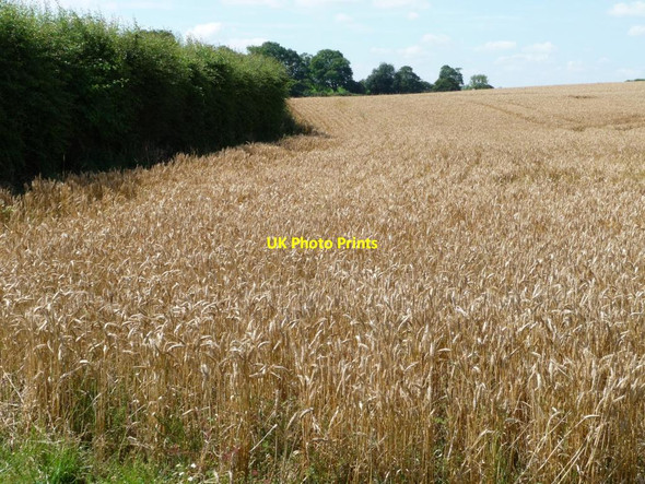 Photo 6"x4" South-eastern edge of wheatfield Pickworth\/SK9913 c2012