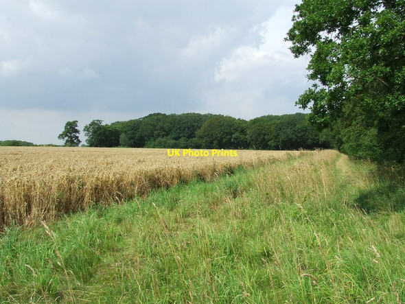 Photo 6"x4" Dodds Wood Rushall\/TM1982 c2012
