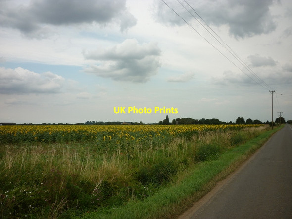 Photo 6"x4" Sunflowers along Baston Outgang Road Baston c2012