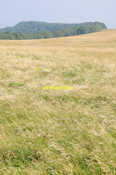 Photo 6"x4" Grassland and Long Plantation Elmley Castle c2012