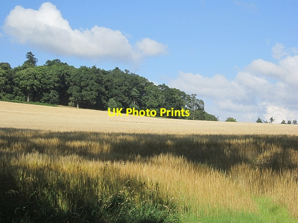 Photo 6"x4" Barley, Monteviot Ancrum c2012