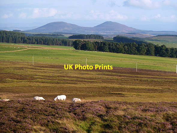 Photo 6"x4" Grazing sheep on Lauder Common Whitlaw c2012