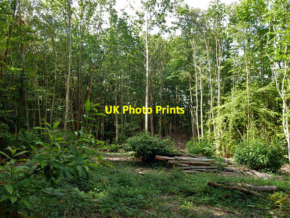Photo 6"x4" Coppiced clearing, Burgh Wood Burgh Hill\/TQ7226 c2012