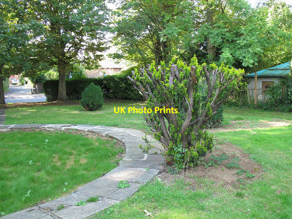 Photo 6"x4" Pruned yew Carshalton c2012
