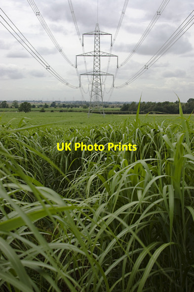 Photo 6"x4" Ellerker miscanthus Ellerker c2012