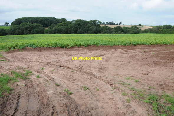 Photo 6"x4" Potato field, Clifton on Teme Clifton Upton Teme c2012