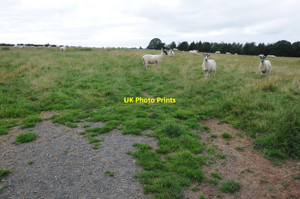 Photo 6"x4" Sheep near Lamb Green Tedstone Delamere c2012