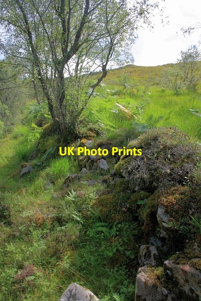 Photo 6"x4" Old Wall Ardery c2012