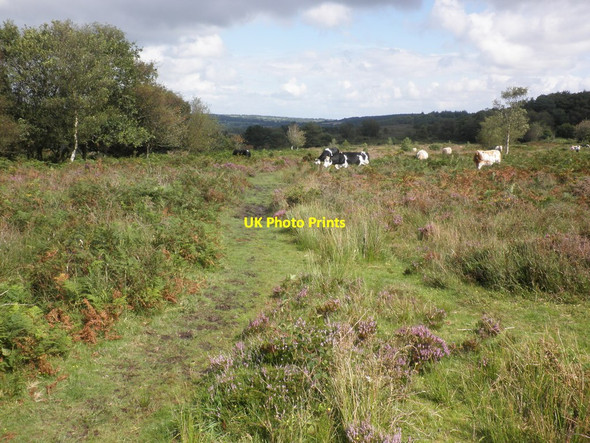 Photo 6"x4" Moorland track, Haddon Hill Hartford\/SS9529 c2012