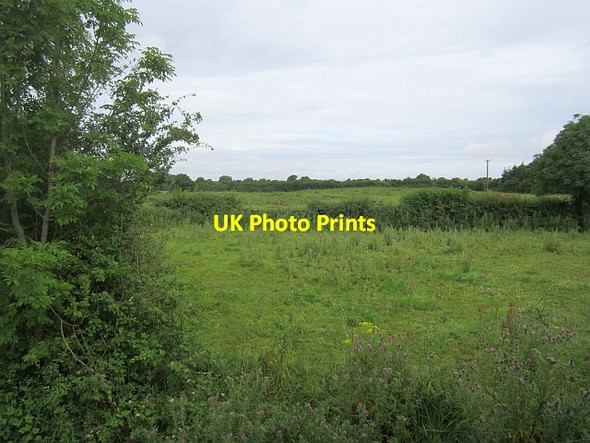 Photo 6"x4" Field, Tang Tang\/N1353 c2012