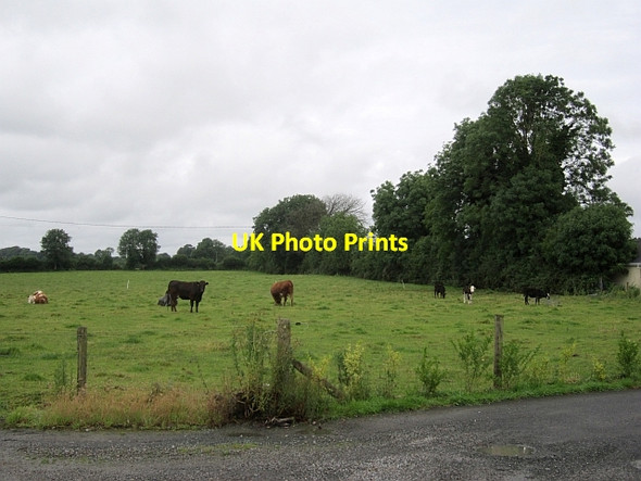 Photo 6"x4" Cattle, Kilcurry Barry\/N1560 c2012