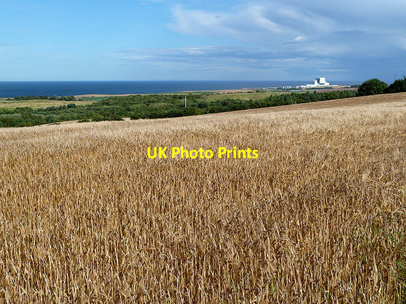 Photo 6"x4" A wheat field at Fuller's Hill Broxburn\/NT6977 c2012