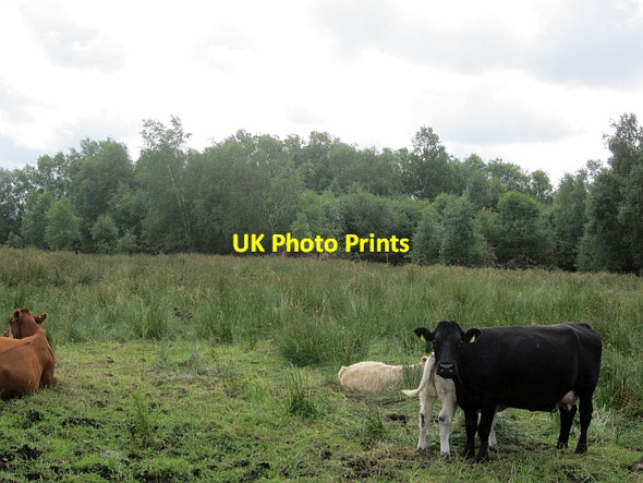 Photo 6"x4" Cattle, Aghnavealogue Legan c2012