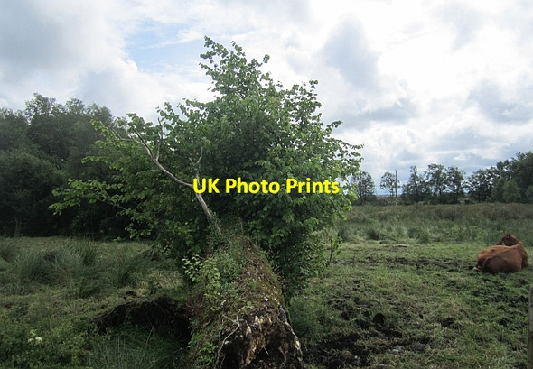 Photo 6"x4" Fallen tree Legan c2012
