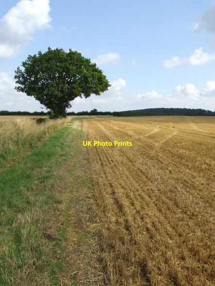 Photo 6"x4" Green Tree Helmingham c2012