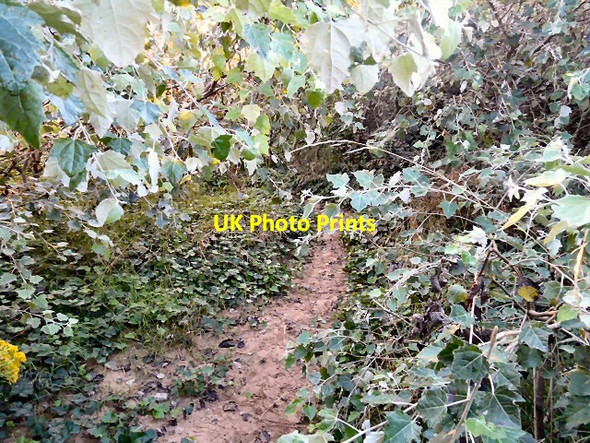 Photo 6"x4" Path through the dunes Lytham St Anne's c2012