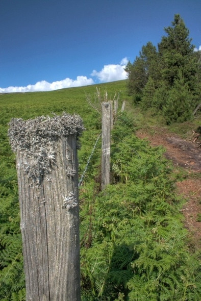 Photo 6"x4" Fence Post, Cringle Moor Great Busby c2008