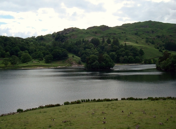 Photo 6"x4" Grazing geese, Rydal Water Ambleside c2008