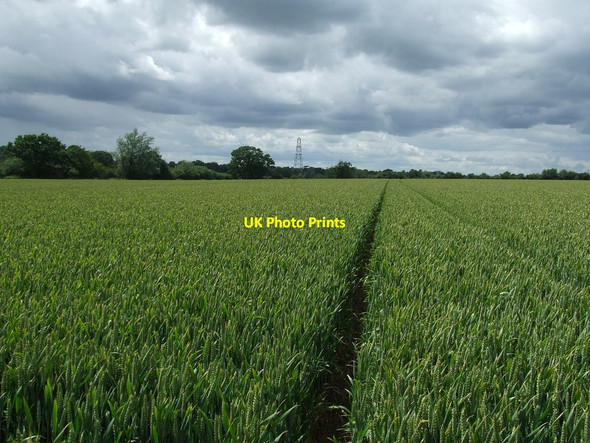 Photo 6"x4" Field Of Wheat Framsden c2012