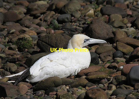 Photo 6"x4" A gannet at Ross Point Ross\/NT9660 c2012