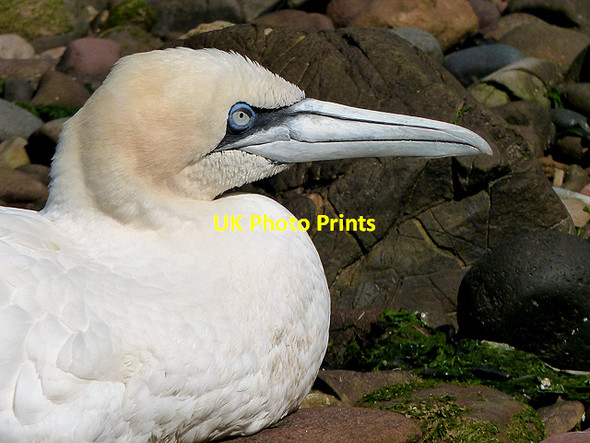 Photo 6"x4" A gannet at Ross Point Ross\/NT9660 c2012
