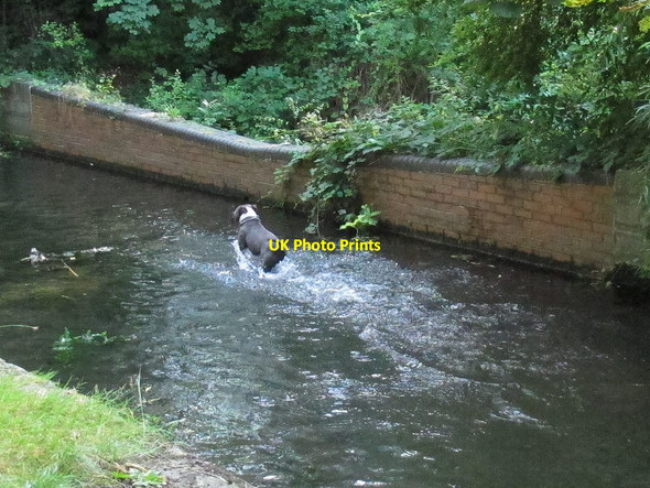 Photo 6"x4" Dog in the Wandle Wallington\/TQ2964 c2012
