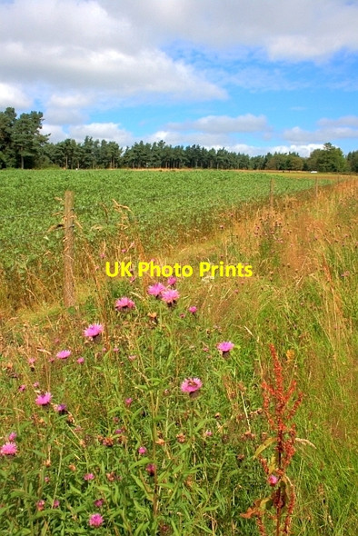 Photo 6"x4" Tree Nursery Sawdon\/SE9484 c2012
