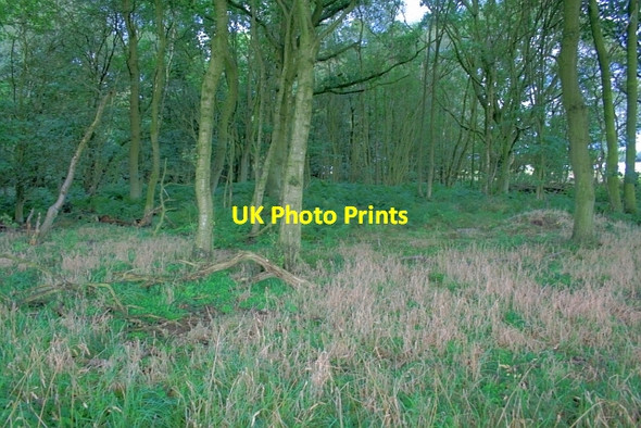 Photo 6"x4" Plantation near Park Farm Sawdon\/SE9484 c2012