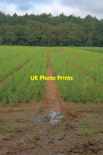 Photo 6"x4" Tree Nursery Sawdon\/SE9484 c2012