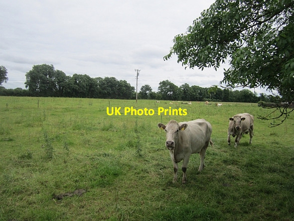 Photo 6"x4" Cattle, Coolamber Lismacaffry c2012