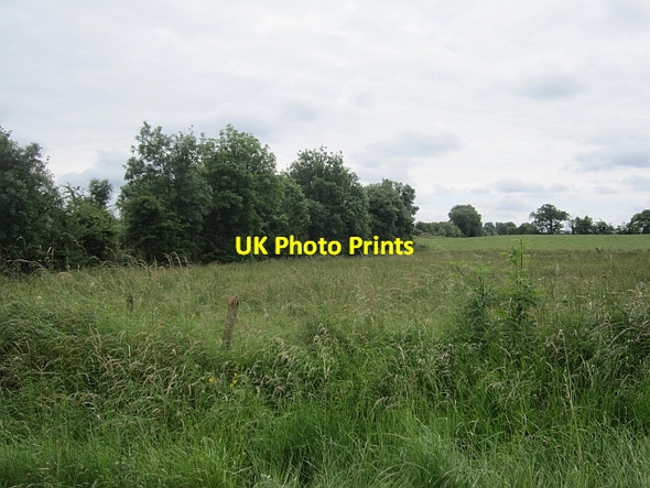 Photo 6"x4" Some long grass Lismacaffry c2012