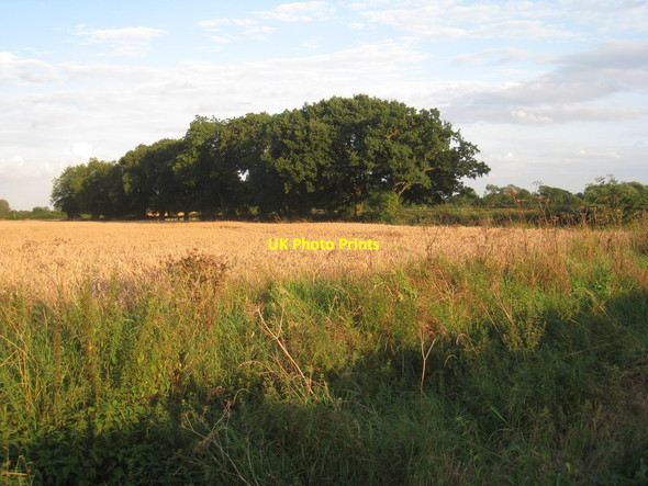Photo 6"x4" Wheatfield and hedgerow trees Far Bank\/SE6413 c2012