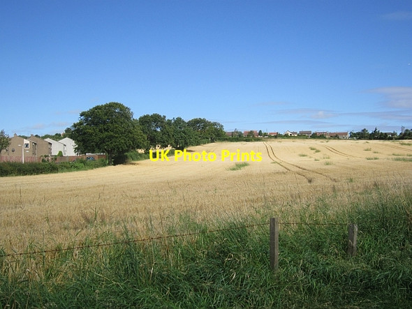 Photo 6"x4" Barley, Springbank Baintown c2012