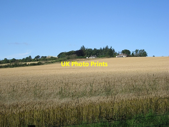 Photo 6"x4" Barley, Balgriebank Baintown c2012