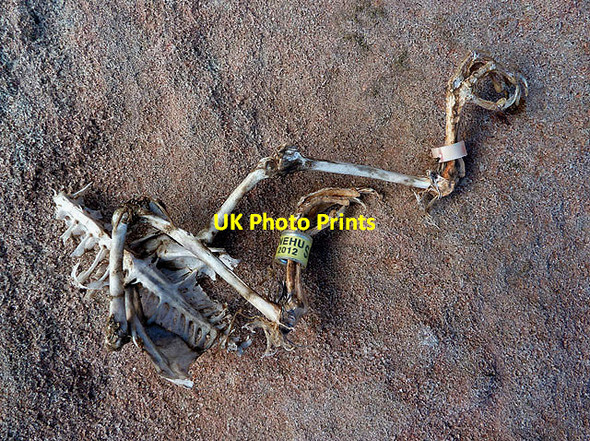 Photo 6"x4" The remains of a homing pigeon at Lamberton Skerrs Ross\/NT9660 c2012